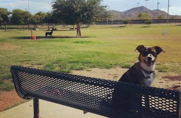 Rose Mofford Sports Complex Dog Park